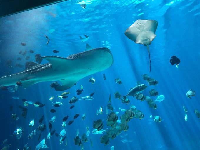 石英砂能不能當水族館過濾材料？